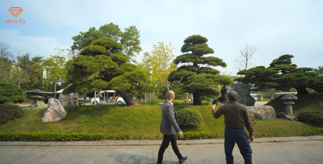 Thú chơi cây bạc tỷ của sếp FPT: Trồng cả “hạm đội thông Nhật”, đặt cây tùng 450 năm tuổi ngoài lối đi cho mọi người thoải mái chụp ảnh - Ảnh 7.