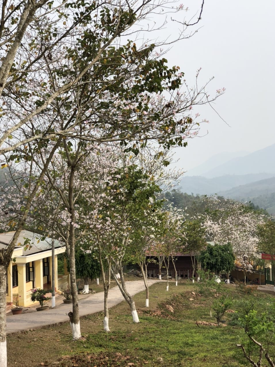 Ngất ngây trước vẻ đẹp Điện Biên mùa hoa ban nở lung linh nhất trong năm - Ảnh 18.