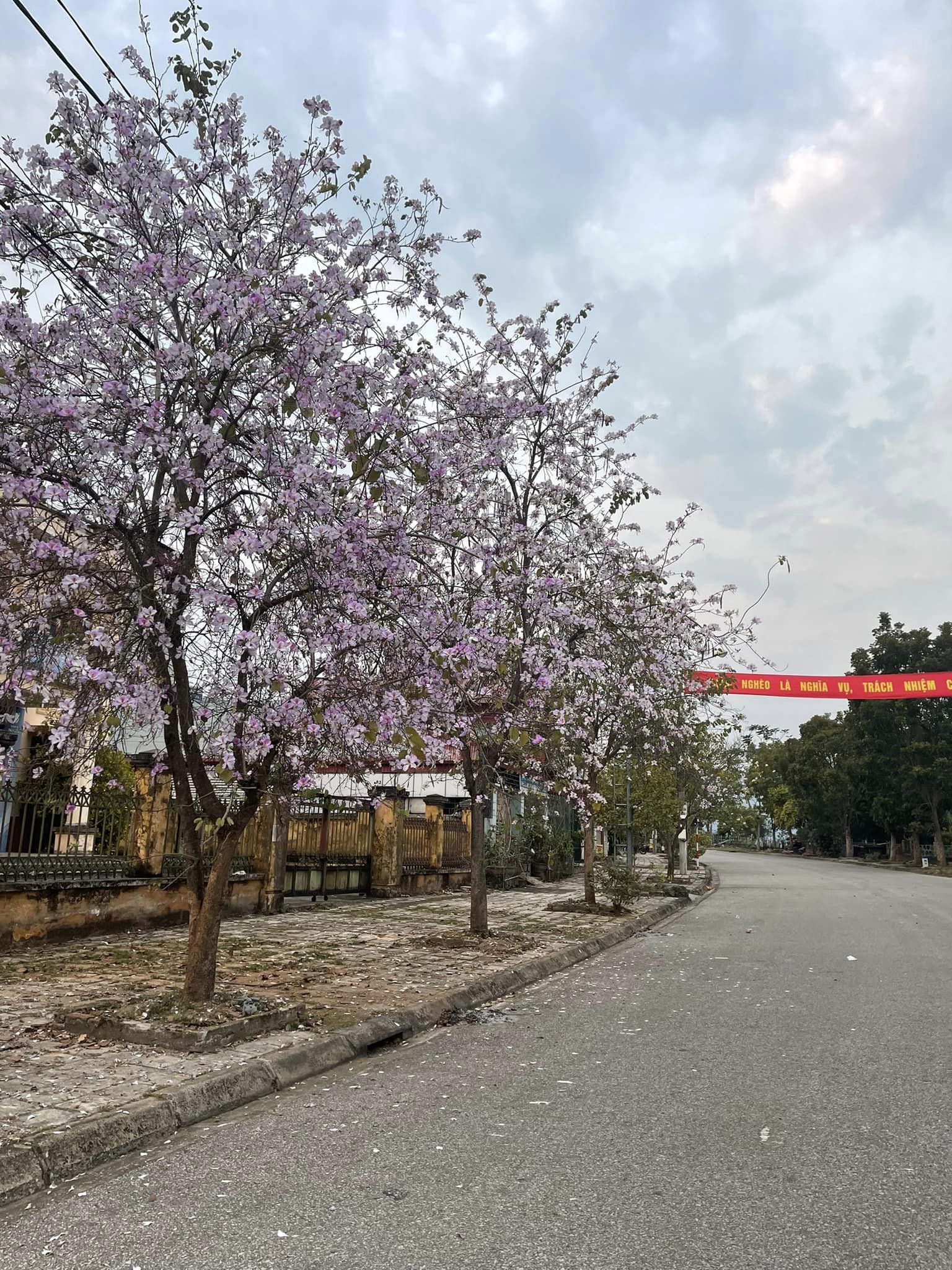 Ngất ngây trước vẻ đẹp Điện Biên mùa hoa ban nở lung linh nhất trong năm - Ảnh 9.