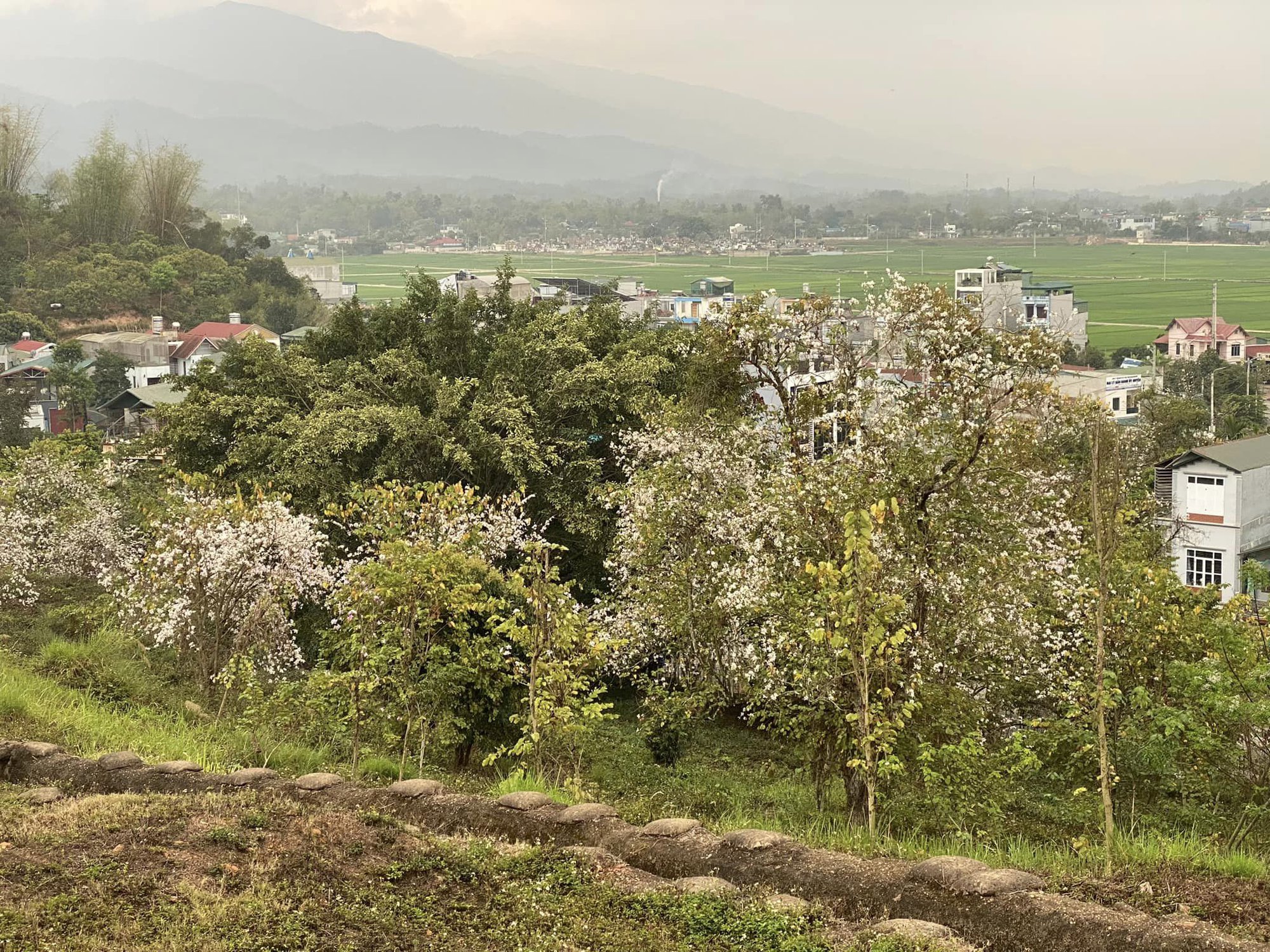 Ngất ngây trước vẻ đẹp Điện Biên mùa hoa ban nở lung linh nhất trong năm - Ảnh 21.