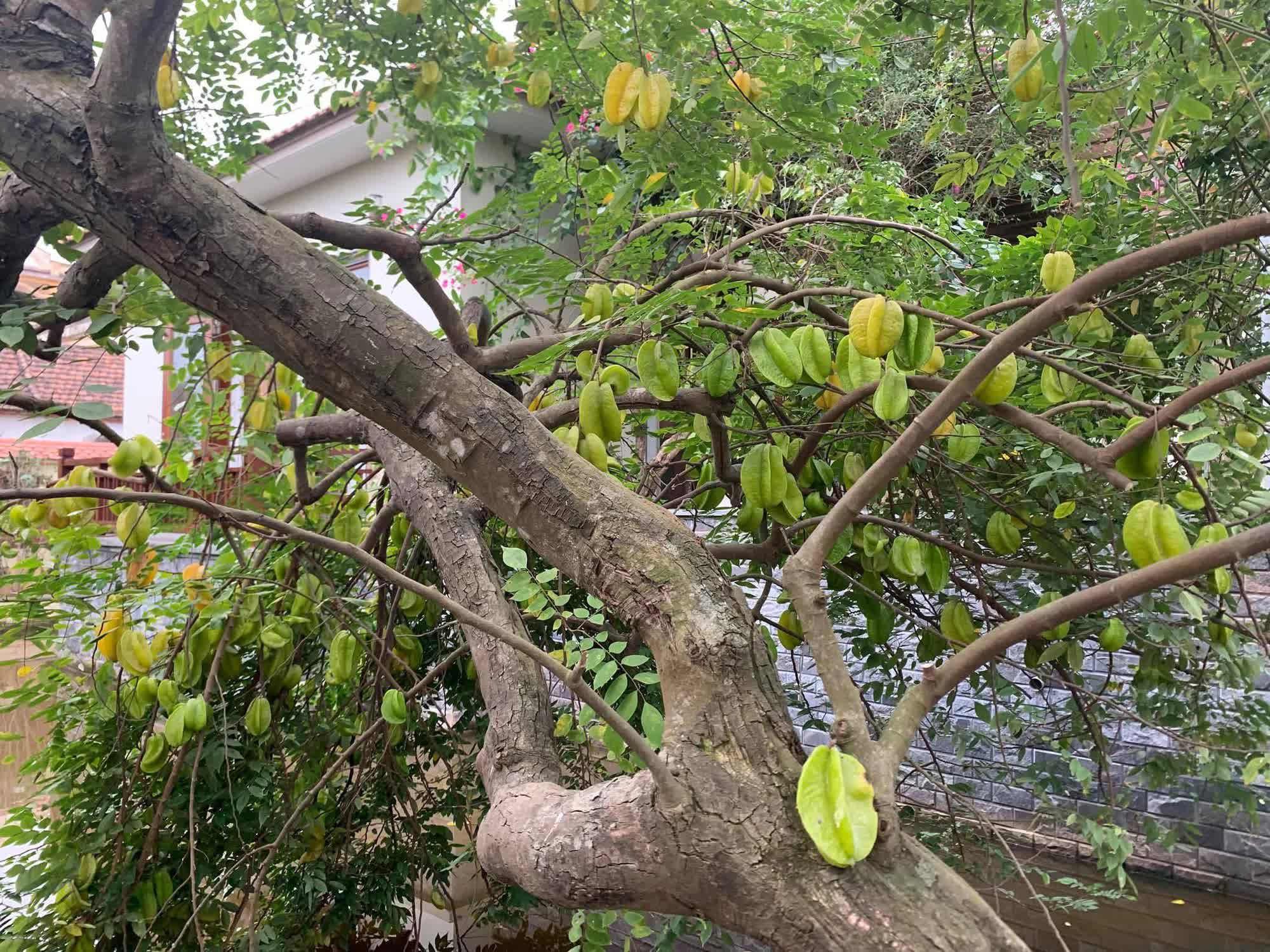 Biệt phủ gỗ lim rộng 1.000m2 ở Nam Định, đi nửa ngày chưa khám phá hết, chủ nhân hé lộ về dòng dõi trâm anh quyền thế - Ảnh 16.