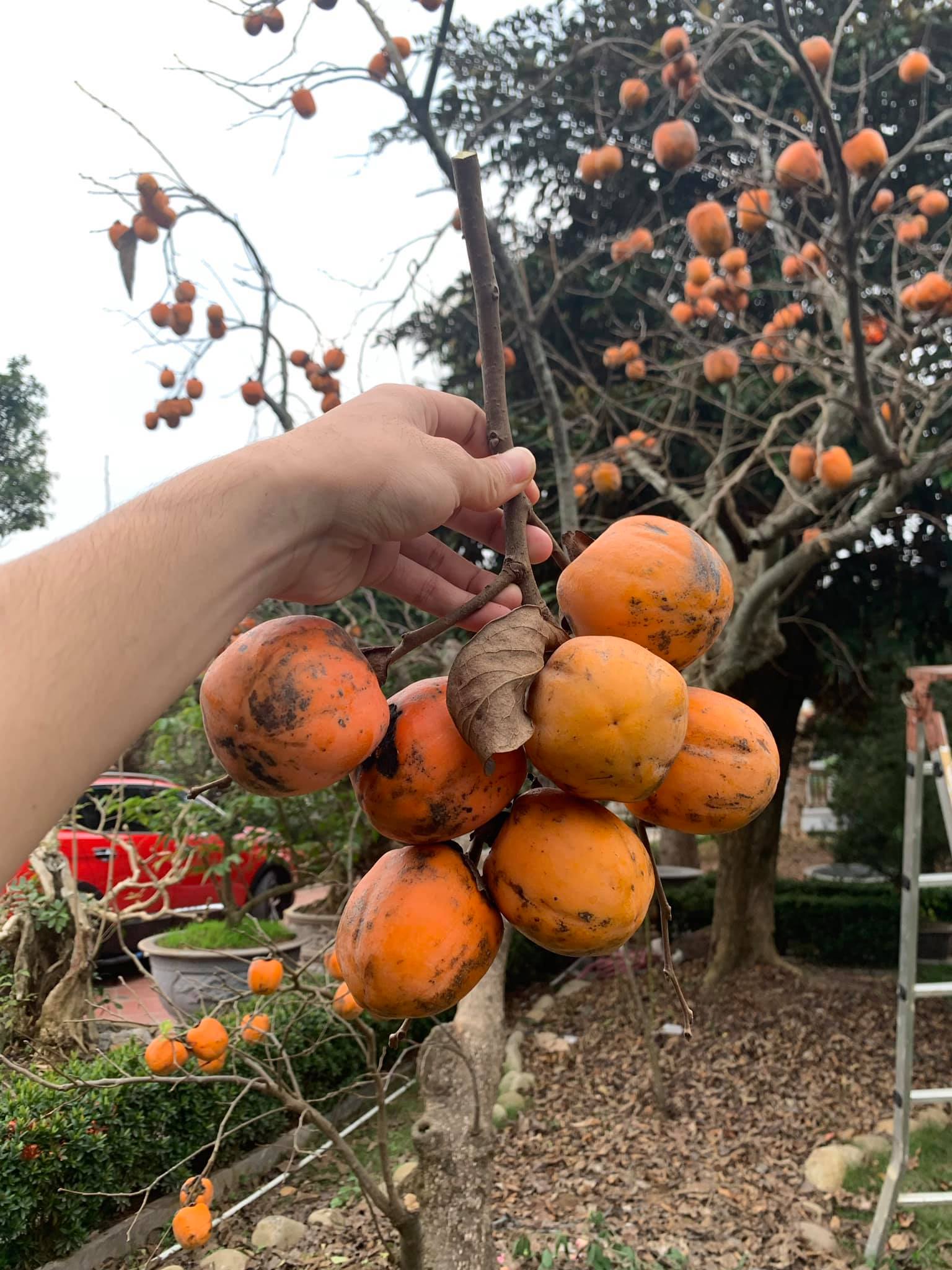 Biệt phủ gỗ lim rộng 1.000m2 ở Nam Định, đi nửa ngày chưa khám phá hết, chủ nhân hé lộ về dòng dõi trâm anh quyền thế - Ảnh 15.