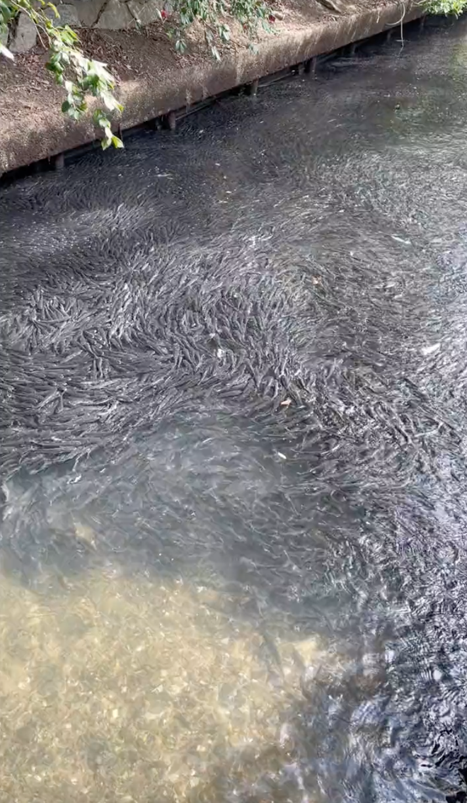  Cô gái Việt sống ở Nhật khoe cảnh hái rau, bắt cá miễn phí ăn nhưng lại khiến dân mạng tranh cãi về vấn đề an toàn sức khoẻ - Ảnh 8.