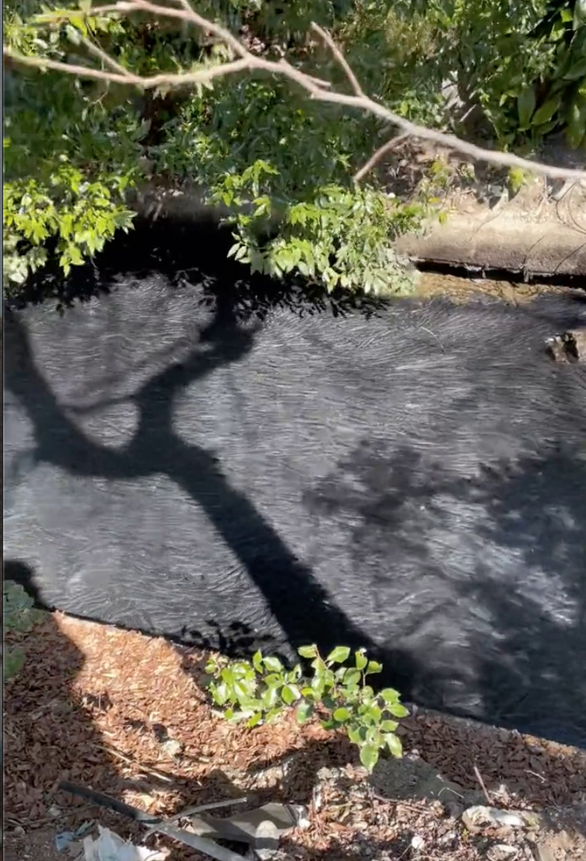  Cô gái Việt sống ở Nhật khoe cảnh hái rau, bắt cá miễn phí ăn nhưng lại khiến dân mạng tranh cãi về vấn đề an toàn sức khoẻ - Ảnh 7.