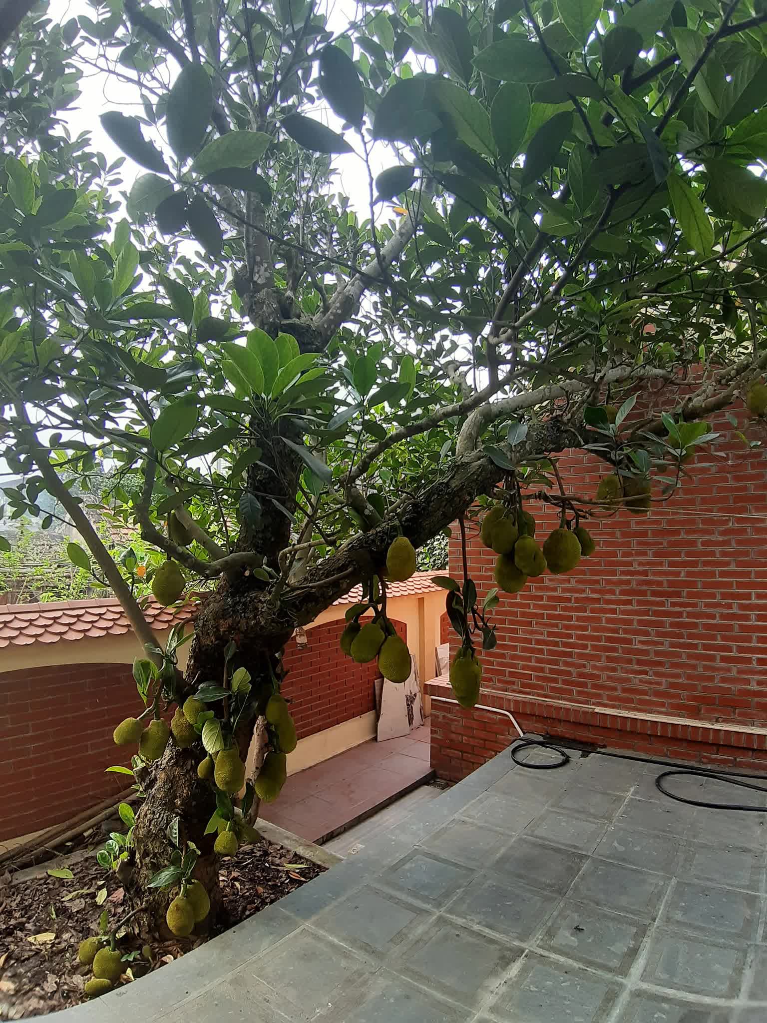 Biệt phủ gỗ lim rộng 1.000m2 ở Nam Định, đi nửa ngày chưa khám phá hết, chủ nhân hé lộ về dòng dõi trâm anh quyền thế - Ảnh 13.