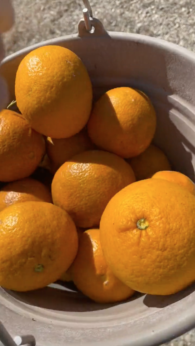  Cô gái Việt sống ở Nhật khoe cảnh hái rau, bắt cá miễn phí ăn nhưng lại khiến dân mạng tranh cãi về vấn đề an toàn sức khoẻ - Ảnh 5.