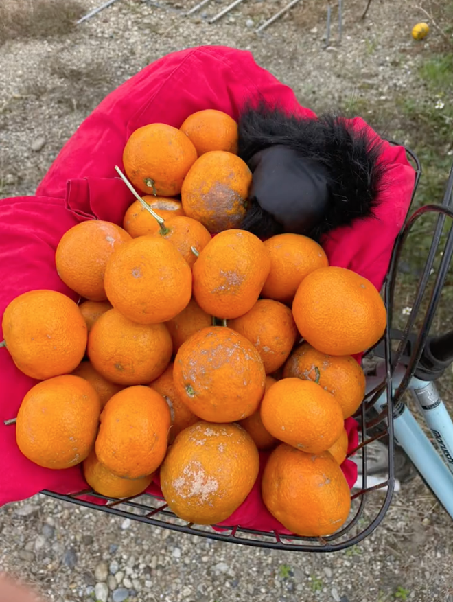  Cô gái Việt sống ở Nhật khoe cảnh hái rau, bắt cá miễn phí ăn nhưng lại khiến dân mạng tranh cãi về vấn đề an toàn sức khoẻ - Ảnh 4.