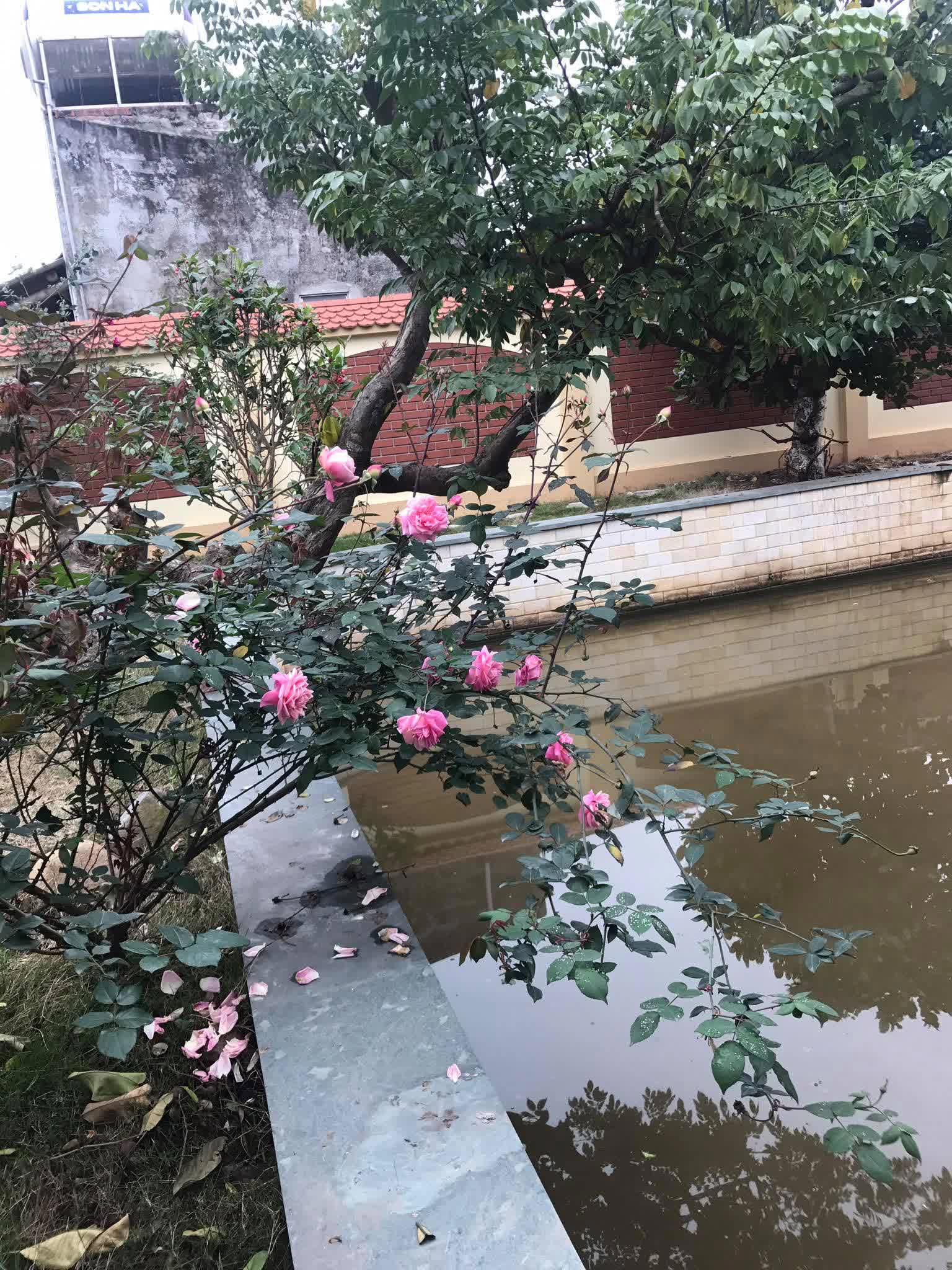 Biệt phủ gỗ lim rộng 1.000m2 ở Nam Định, đi nửa ngày chưa khám phá hết, chủ nhân hé lộ về dòng dõi trâm anh quyền thế - Ảnh 10.