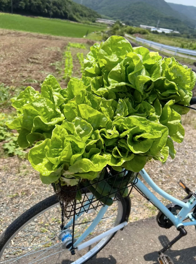  Cô gái Việt sống ở Nhật khoe cảnh hái rau, bắt cá miễn phí ăn nhưng lại khiến dân mạng tranh cãi về vấn đề an toàn sức khoẻ - Ảnh 3.