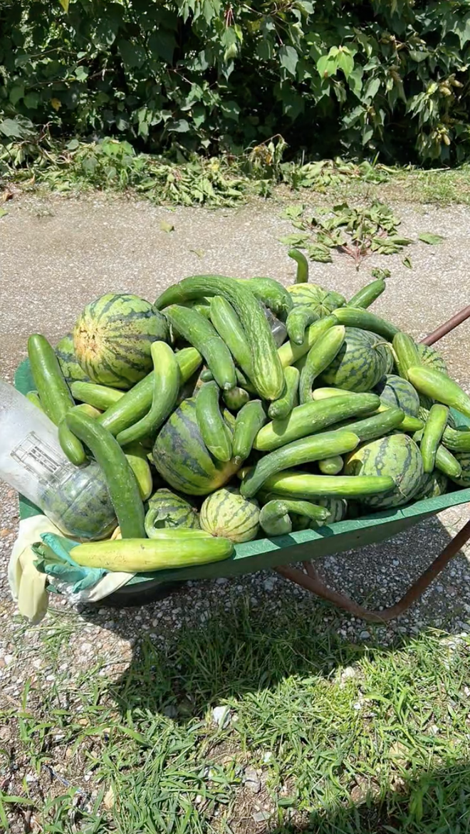  Cô gái Việt sống ở Nhật khoe cảnh hái rau, bắt cá miễn phí ăn nhưng lại khiến dân mạng tranh cãi về vấn đề an toàn sức khoẻ - Ảnh 2.