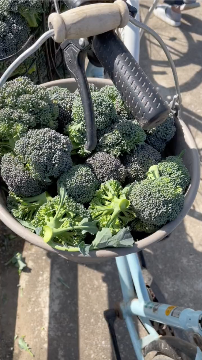  Cô gái Việt sống ở Nhật khoe cảnh hái rau, bắt cá miễn phí ăn nhưng lại khiến dân mạng tranh cãi về vấn đề an toàn sức khoẻ - Ảnh 1.