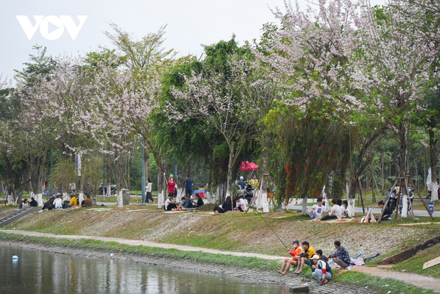 Ngắm rừng hoa đỗ mai hồng rực thu hút giới trẻ ở Bắc Ninh - Ảnh 7.
