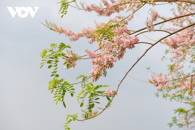 Ngắm rừng hoa đỗ mai hồng rực thu hút giới trẻ ở Bắc Ninh - Ảnh 3.