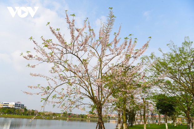 Ngắm rừng hoa đỗ mai hồng rực thu hút giới trẻ ở Bắc Ninh - Ảnh 2.