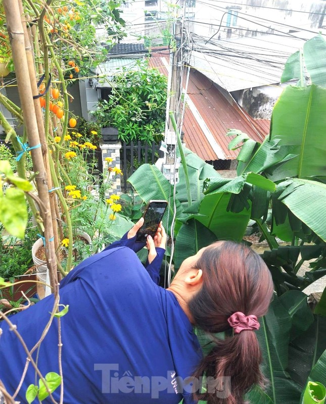 Vườn rau trái trĩu quả trên mái nhà giúp bà chủ 8x xả stress, lại có thu nhập khá - Ảnh 10. Vườn rau trái trĩu quả trên mái nhà giúp bà chủ 8x xả stress, lại có thu nhập khá - Ảnh 10.