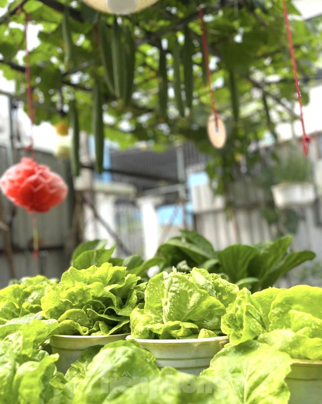 Vườn rau trái trĩu quả trên mái nhà giúp bà chủ 8x xả stress, lại có thu nhập khá - Ảnh 7. Vườn rau trái trĩu quả trên mái nhà giúp bà chủ 8x xả stress, lại có thu nhập khá - Ảnh 7.