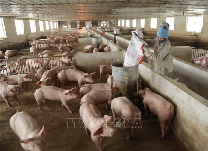 Lào tạm ngừng nhập khẩu thịt lợn từ Việt Nam - Ảnh 1.
