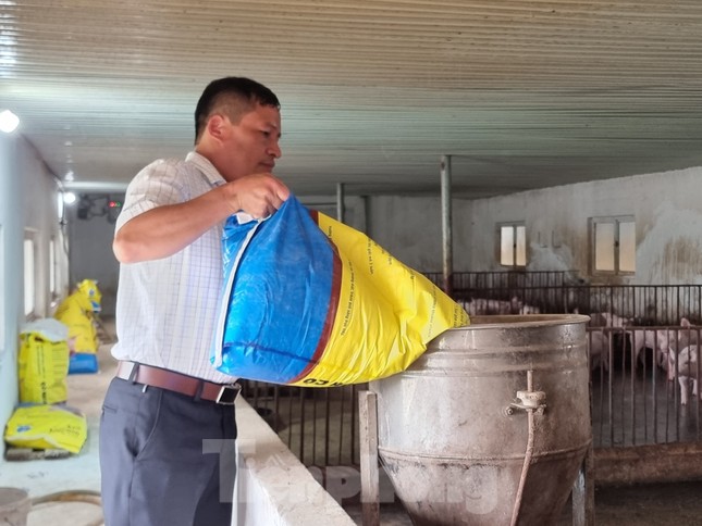 Khổ như nuôi lợn: Mở mắt ra là lỗ, nhiều người phải bỏ làng trốn nợ - Ảnh 1. Khổ như nuôi lợn: Mở mắt ra là lỗ, nhiều người phải bỏ làng trốn nợ - Ảnh 1.
