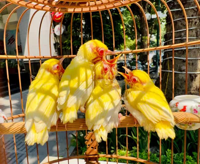 Doanh nhân Chương Tailor bất ngờ rước thêm Rolls-Royce dù đã có siêu phẩm 9 tỷ đồng: Tài sản đã lớn nay còn khủng hơn, xứng tầm đại gia Hà Thành - Ảnh 5. Doanh nhân Chương Tailor bất ngờ rước thêm Rolls-Royce dù đã có siêu phẩm 9 tỷ đồng: Tài sản đã lớn nay còn khủng hơn, xứng tầm đại gia Hà Thành - Ảnh 5.