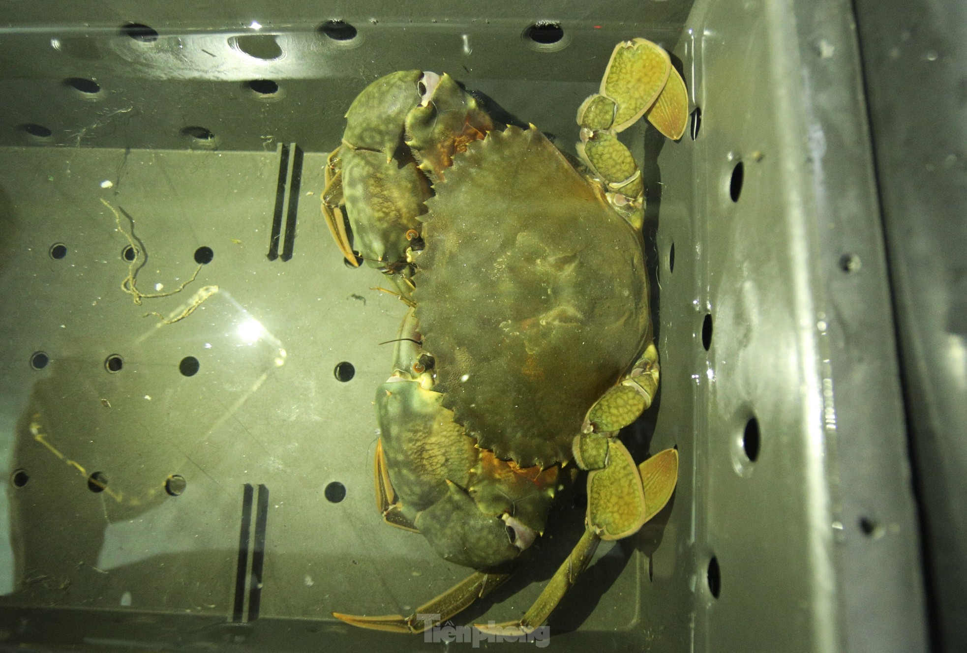 Tận thấy trại nuôi cua biển trong hộp nhựa đầu tiên ở Hà Tĩnh - Ảnh 12.