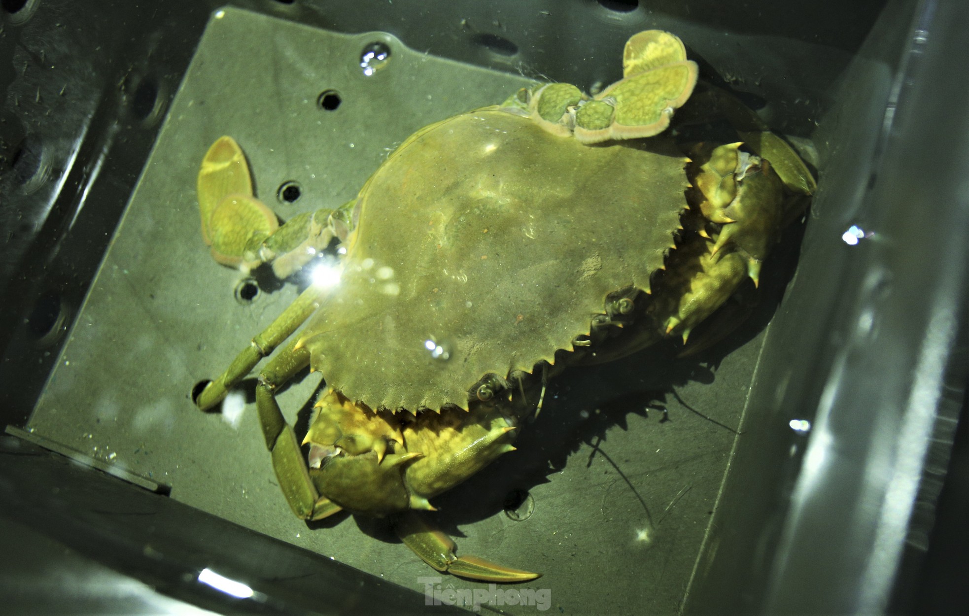 Tận thấy trại nuôi cua biển trong hộp nhựa đầu tiên ở Hà Tĩnh - Ảnh 11.