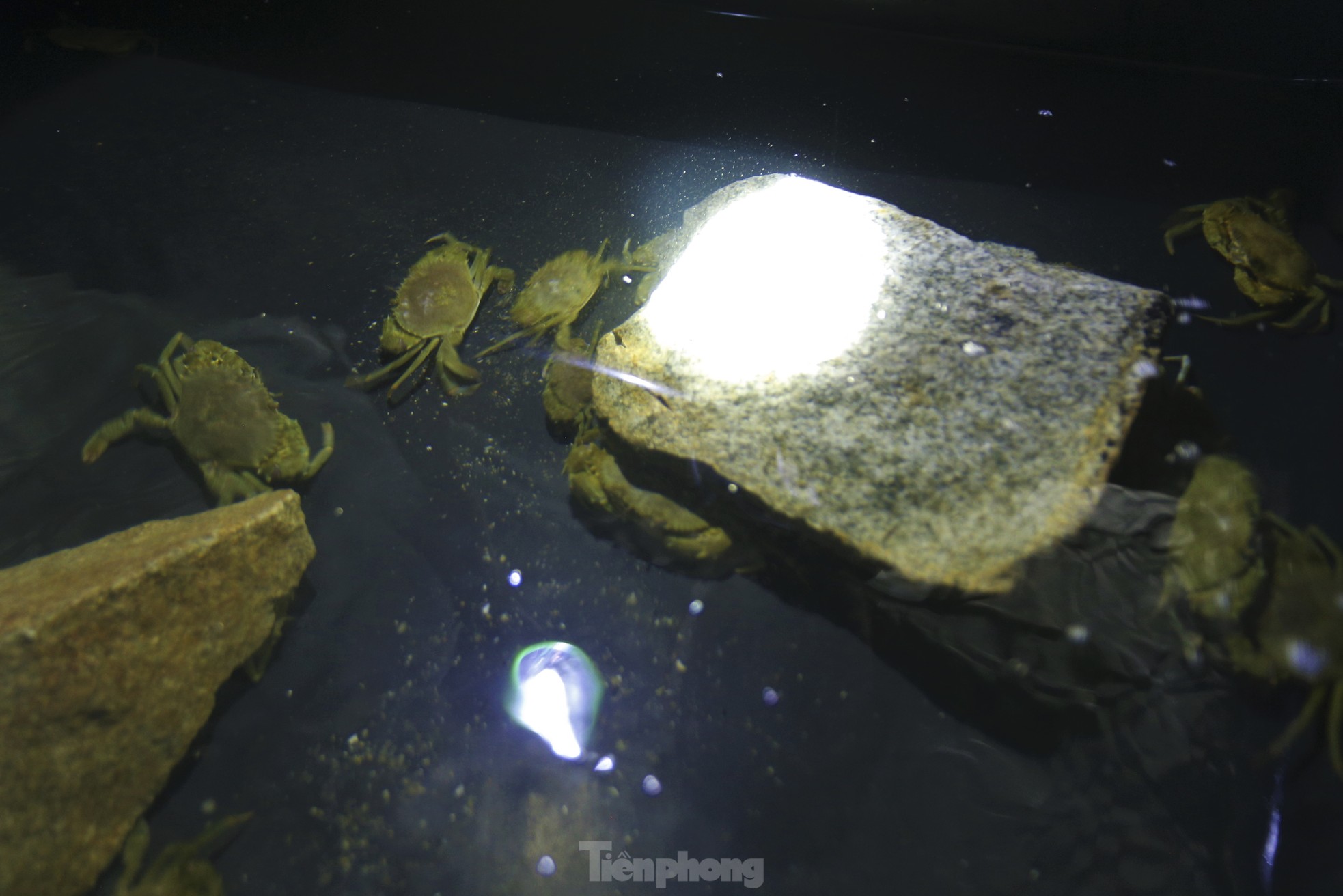 Tận thấy trại nuôi cua biển trong hộp nhựa đầu tiên ở Hà Tĩnh - Ảnh 8.