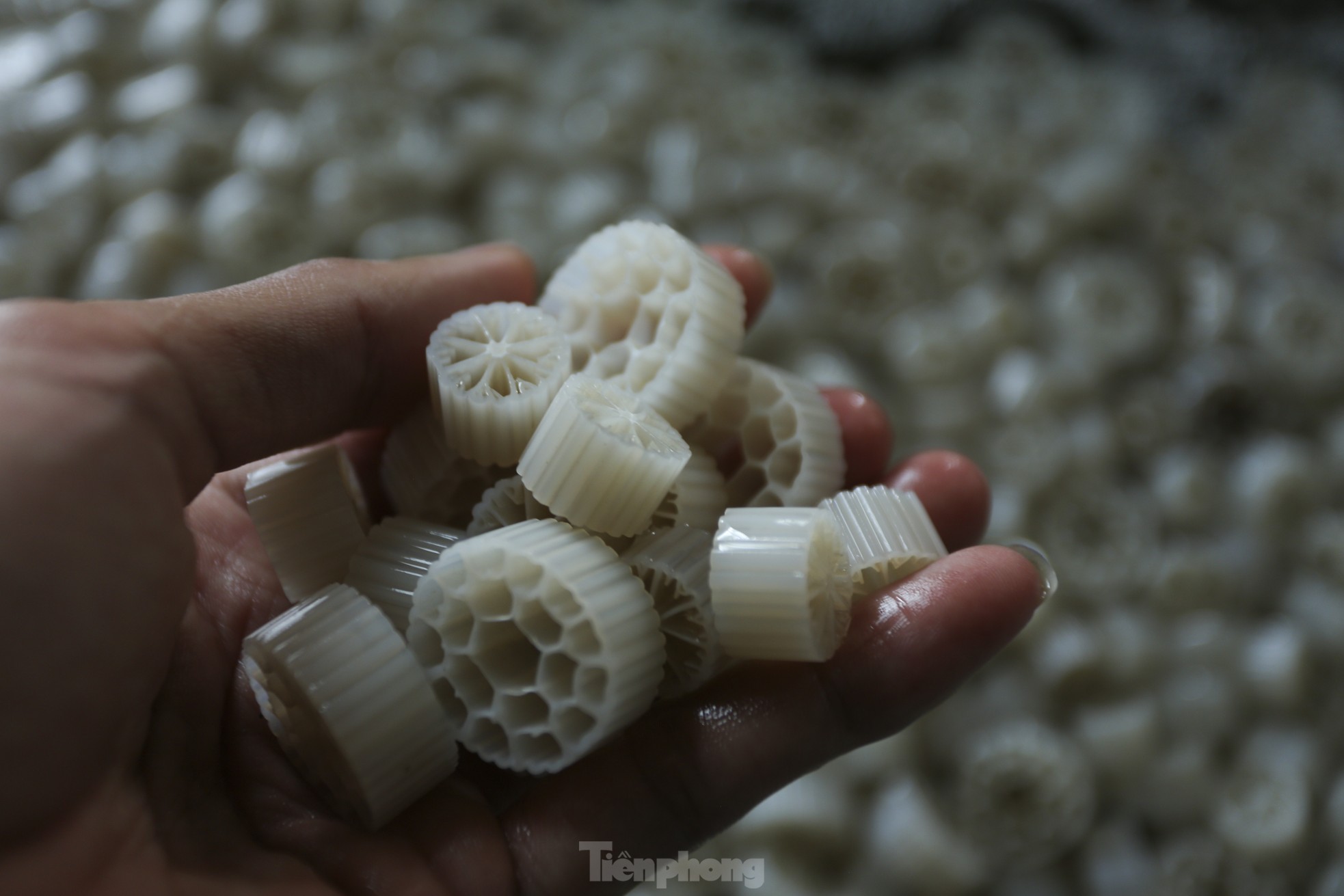 Tận thấy trại nuôi cua biển trong hộp nhựa đầu tiên ở Hà Tĩnh - Ảnh 7.