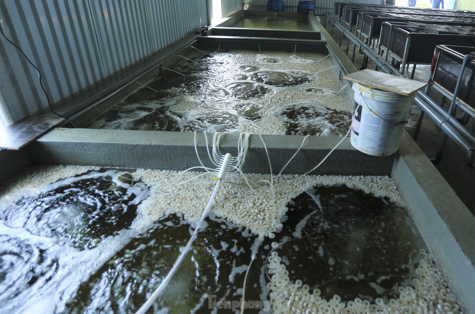 Tận thấy trại nuôi cua biển trong hộp nhựa đầu tiên ở Hà Tĩnh - Ảnh 6.