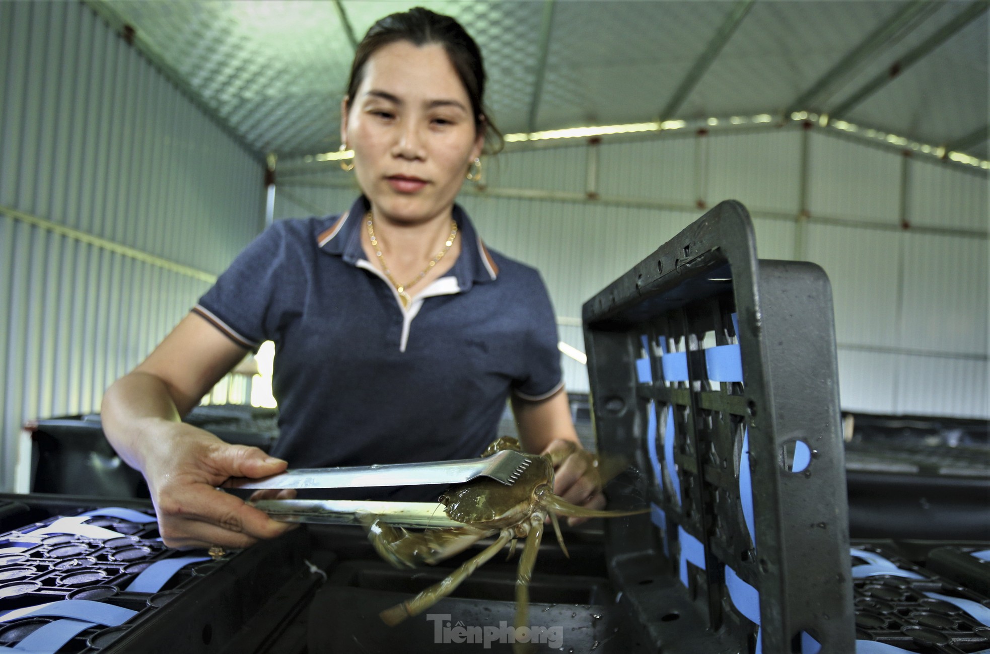 Tận thấy trại nuôi cua biển trong hộp nhựa đầu tiên ở Hà Tĩnh - Ảnh 4.