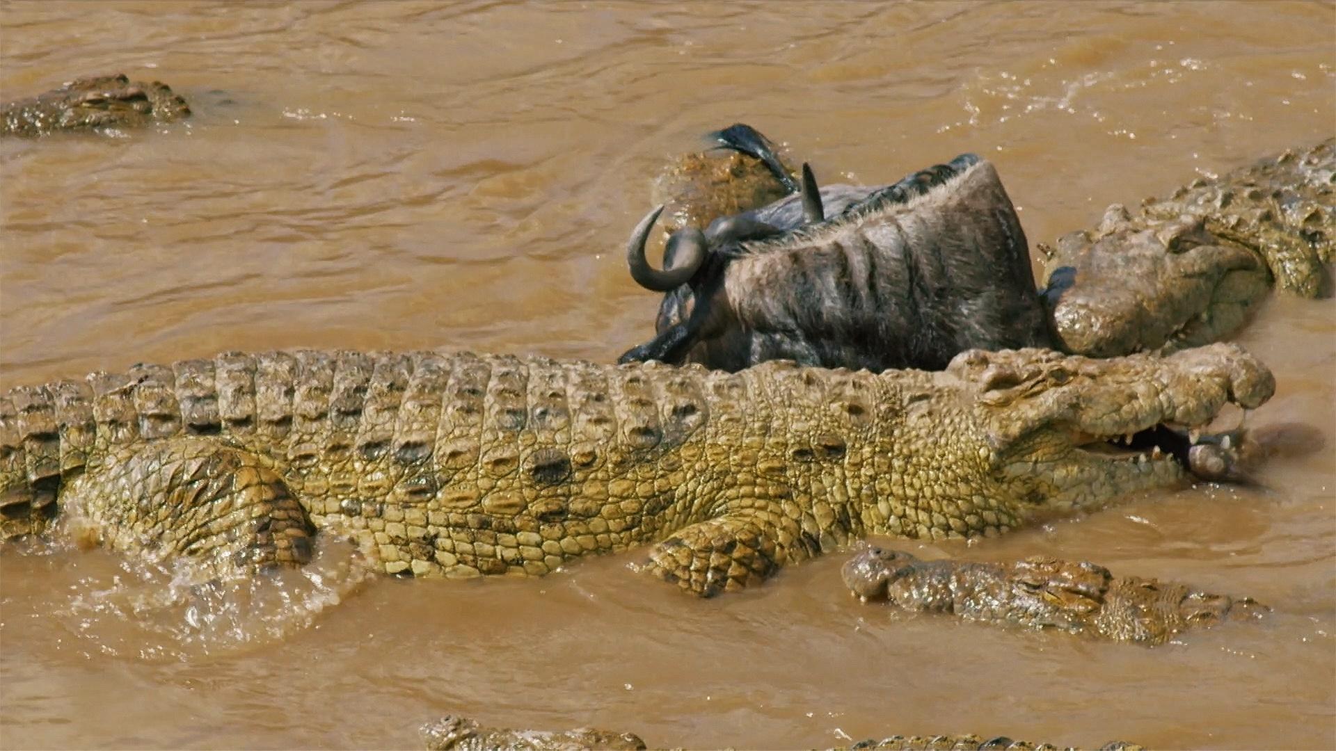 Tại sao lại có 12.000 con cá sấu sông Nile sinh sống trong hồ giữa sa mạc? - Ảnh 4.