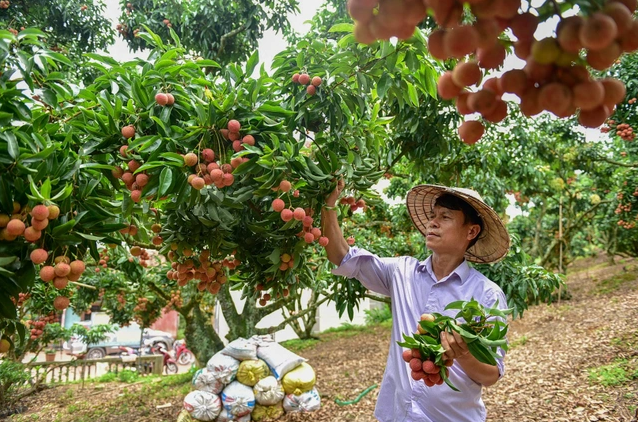 Doanh nghiệp lên kịch bản xuất khẩu vải niên vụ 2022 - 2023 - Ảnh 1.