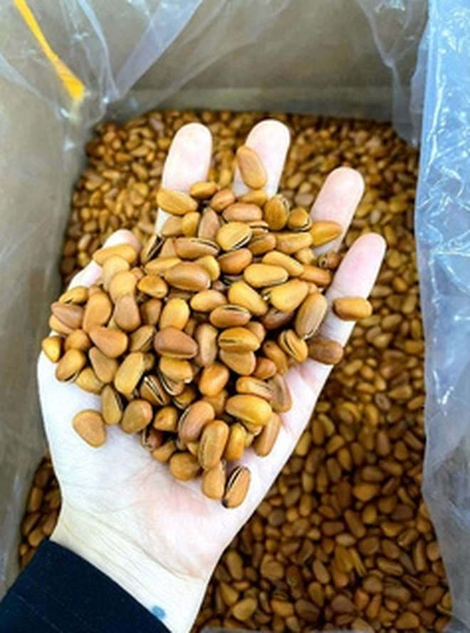 Loại hạt ở Việt Nam xưa rụng đầy gốc không ai lấy, nay lại thành đặc sản đắt đỏ cả nửa triệu/kg - Ảnh 17.