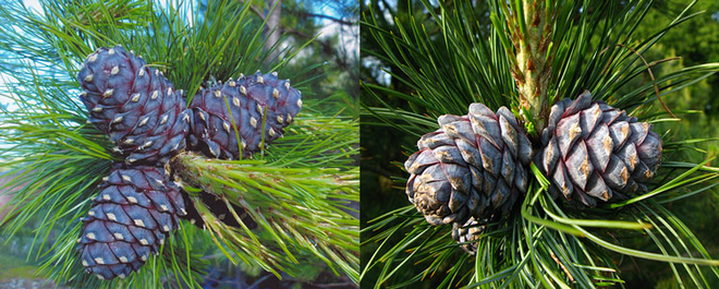 Loại hạt ở Việt Nam xưa rụng đầy gốc không ai lấy, nay lại thành đặc sản đắt đỏ cả nửa triệu/kg - Ảnh 4.