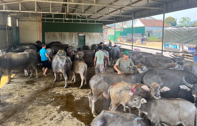 Đến chợ trâu bò lớn nhất Bắc Trung Bộ xem nườm nượp kẻ bán người mua 'tuyển hàng' - Ảnh 4.