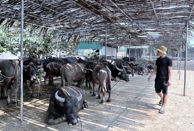Đến chợ trâu bò lớn nhất Bắc Trung Bộ xem nườm nượp kẻ bán người mua 'tuyển hàng' - Ảnh 6.