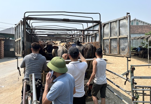 Đến chợ trâu bò lớn nhất Bắc Trung Bộ xem nườm nượp kẻ bán người mua 'tuyển hàng' - Ảnh 12.