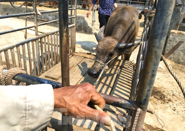 Đến chợ trâu bò lớn nhất Bắc Trung Bộ xem nườm nượp kẻ bán người mua 'tuyển hàng' - Ảnh 15.