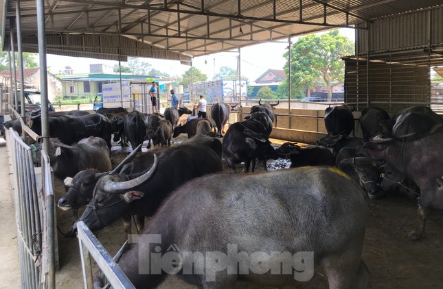 Đến chợ trâu bò lớn nhất Bắc Trung Bộ xem nườm nượp kẻ bán người mua 'tuyển hàng' - Ảnh 10.
