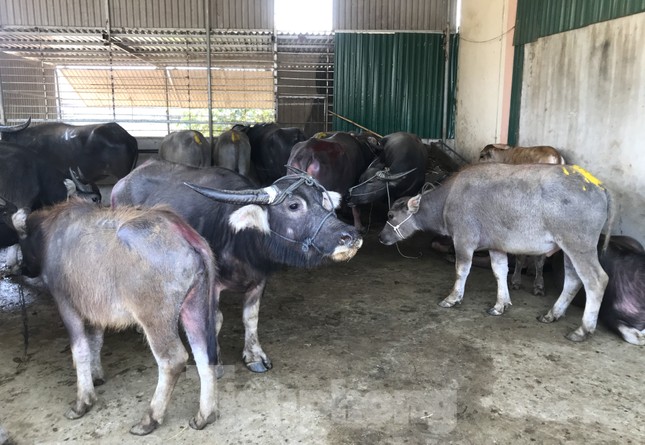 Đến chợ trâu bò lớn nhất Bắc Trung Bộ xem nườm nượp kẻ bán người mua 'tuyển hàng' - Ảnh 8.
