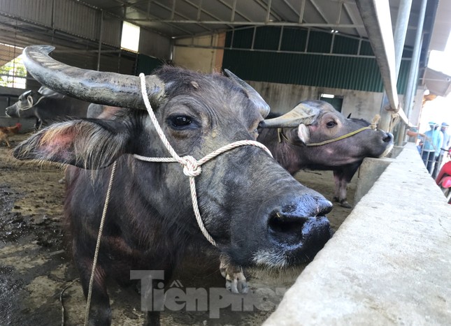Đến chợ trâu bò lớn nhất Bắc Trung Bộ xem nườm nượp kẻ bán người mua 'tuyển hàng' - Ảnh 7.