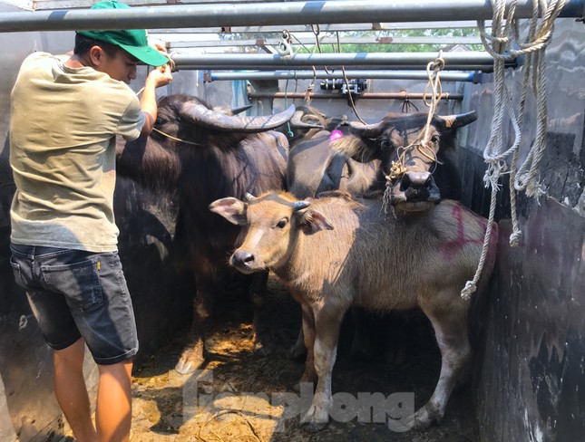 Đến chợ trâu bò lớn nhất Bắc Trung Bộ xem nườm nượp kẻ bán người mua 'tuyển hàng' - Ảnh 11.