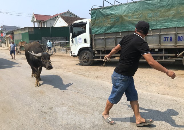Đến chợ trâu bò lớn nhất Bắc Trung Bộ xem nườm nượp kẻ bán người mua 'tuyển hàng' - Ảnh 2.
