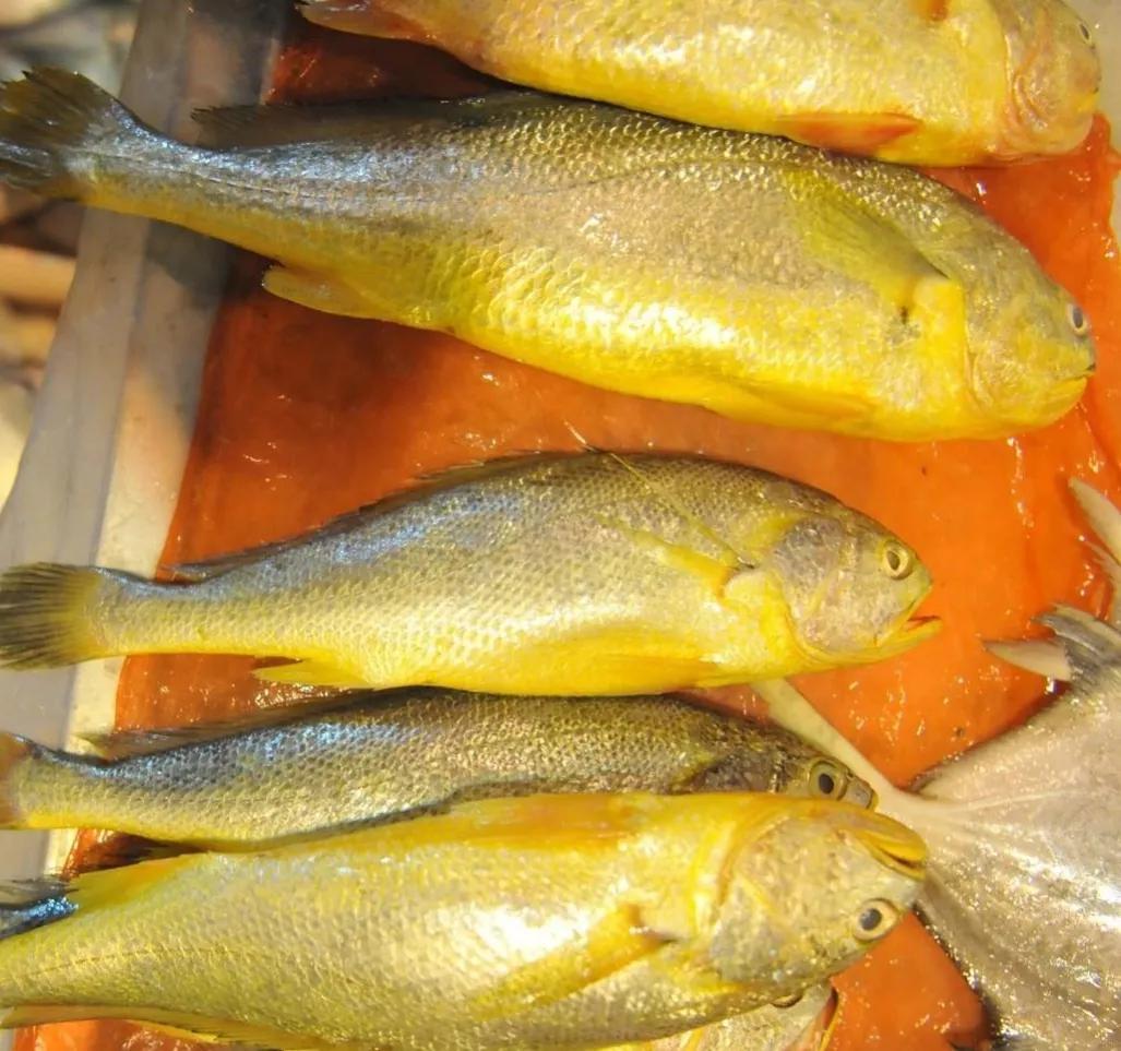 Phát tài chỉ sau 1 đêm nhờ loại cá “chất lượng”: 4.900 cân bán được 33 tỷ đồng, vì yếu tố này mà giá tăng chóng mặt - Ảnh 2.