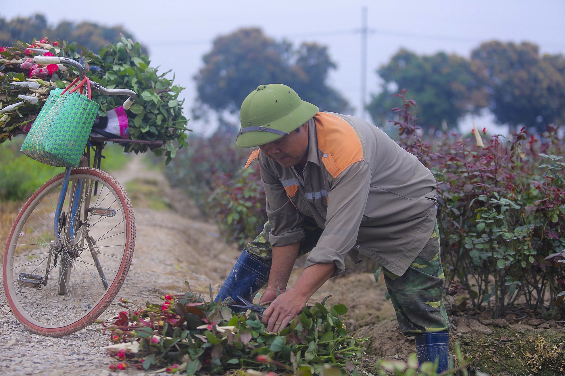 Làng hoa Mê Linh được mùa, được giá trước thềm 8/3 - Ảnh 10.