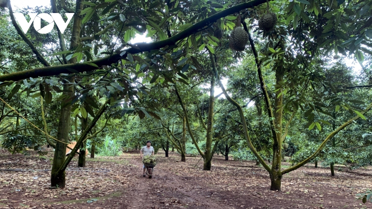 246 mã số vùng trồng sầu riêng được phê duyệt để xuất khẩu sang Trung Quốc - Ảnh 1.