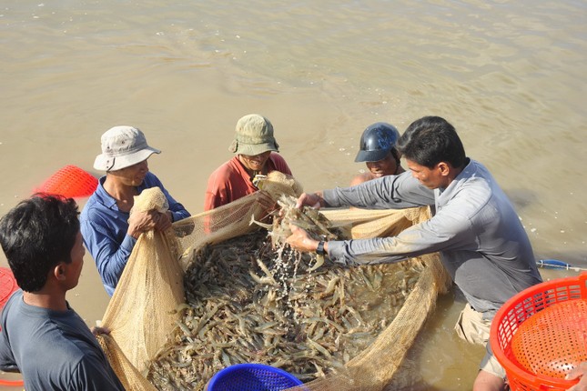 Đối diện nhiều thách thức, ngành tôm vẫn đặt mục tiêu kỷ lục - Ảnh 1.