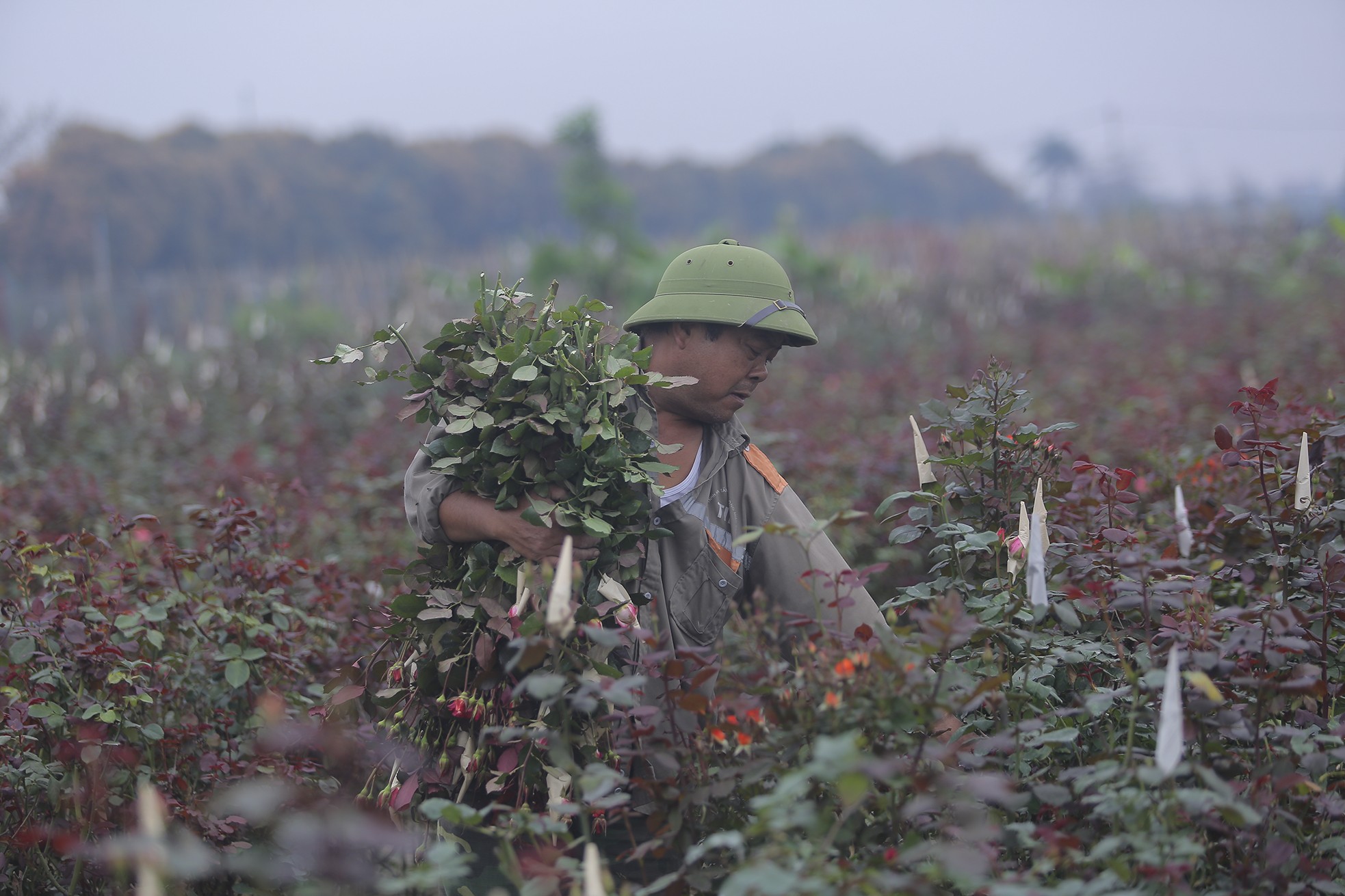 Làng hoa Mê Linh được mùa, được giá trước thềm 8/3 - Ảnh 9.