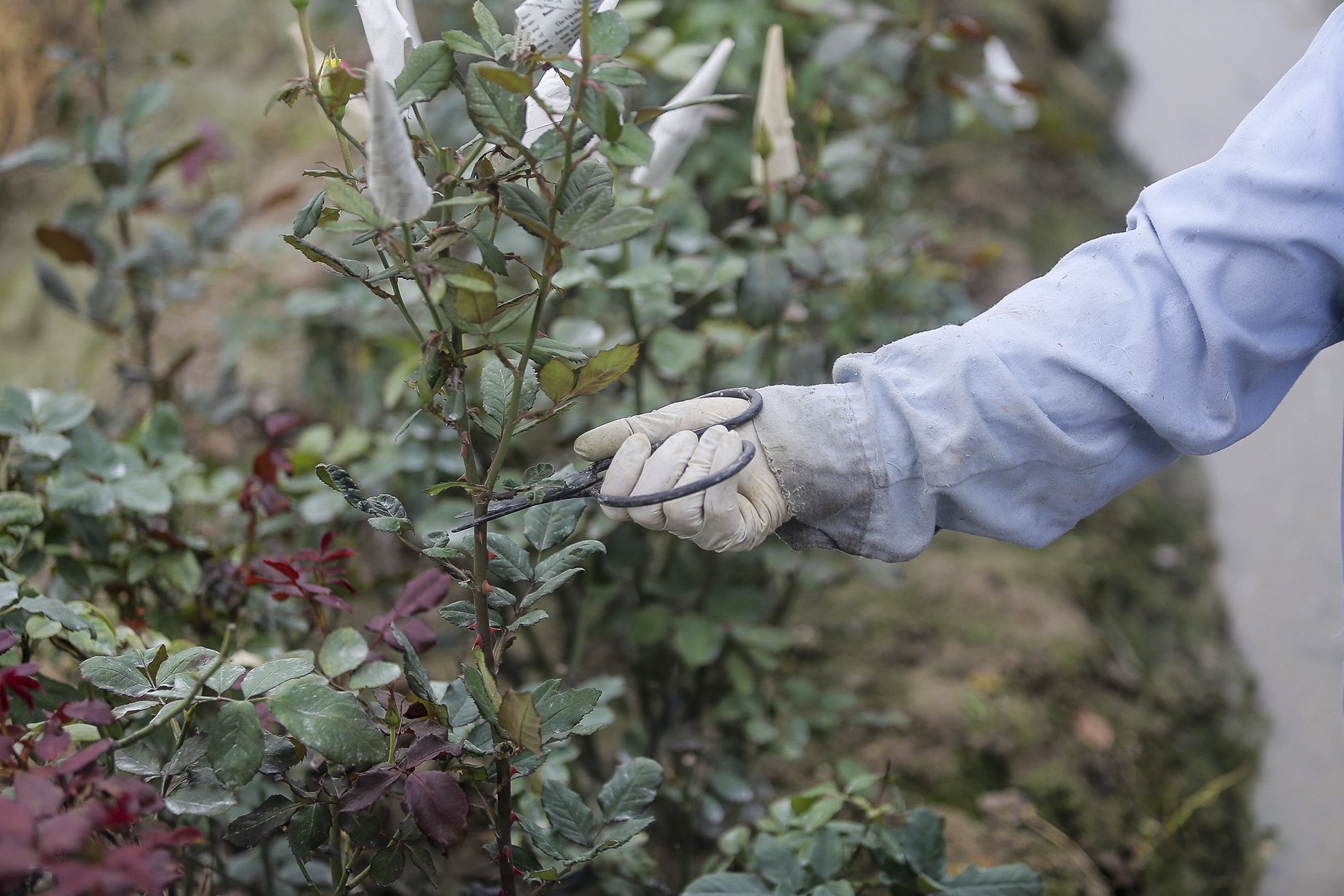 Làng hoa Mê Linh được mùa, được giá trước thềm 8/3 - Ảnh 7.