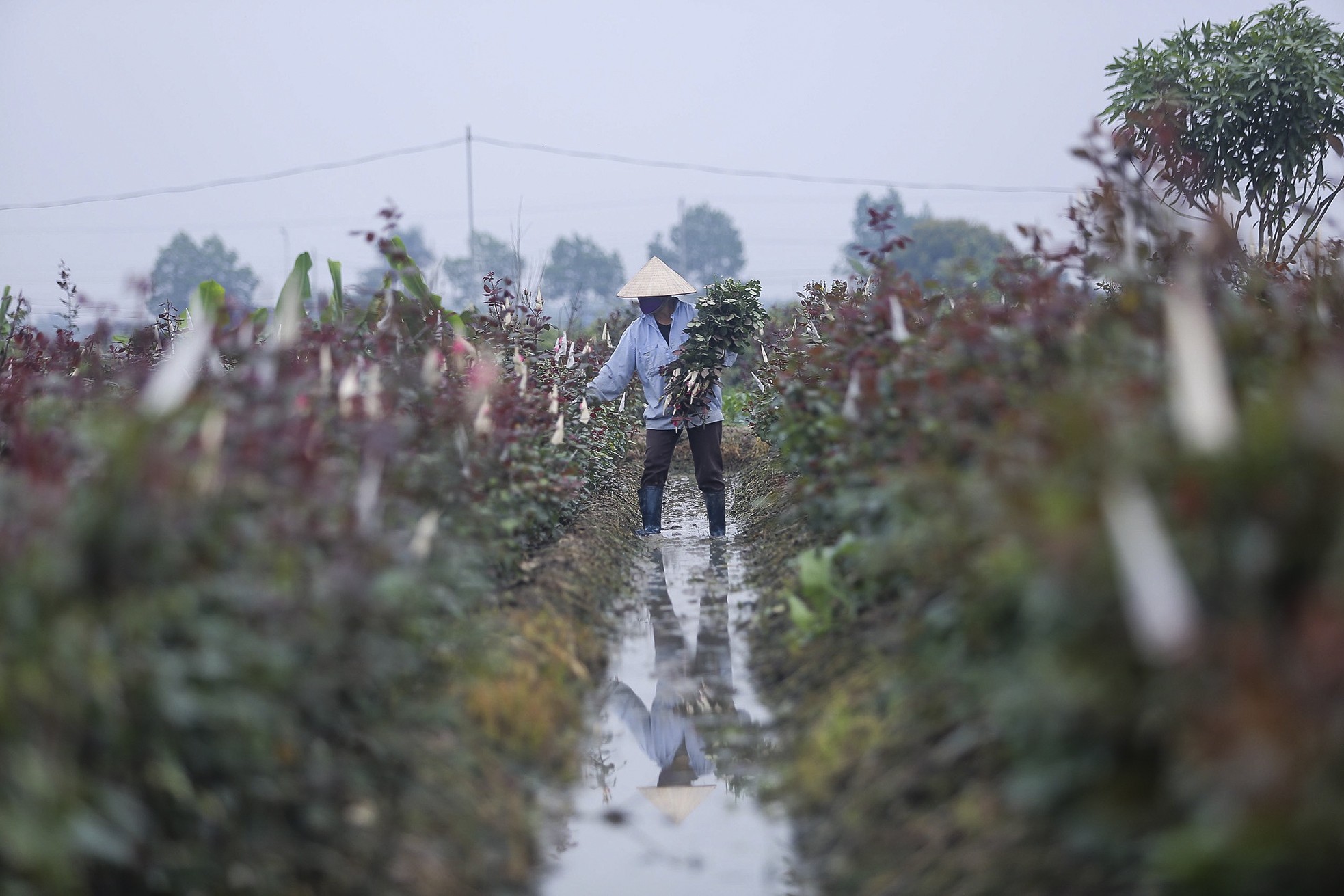 Làng hoa Mê Linh được mùa, được giá trước thềm 8/3 - Ảnh 6.