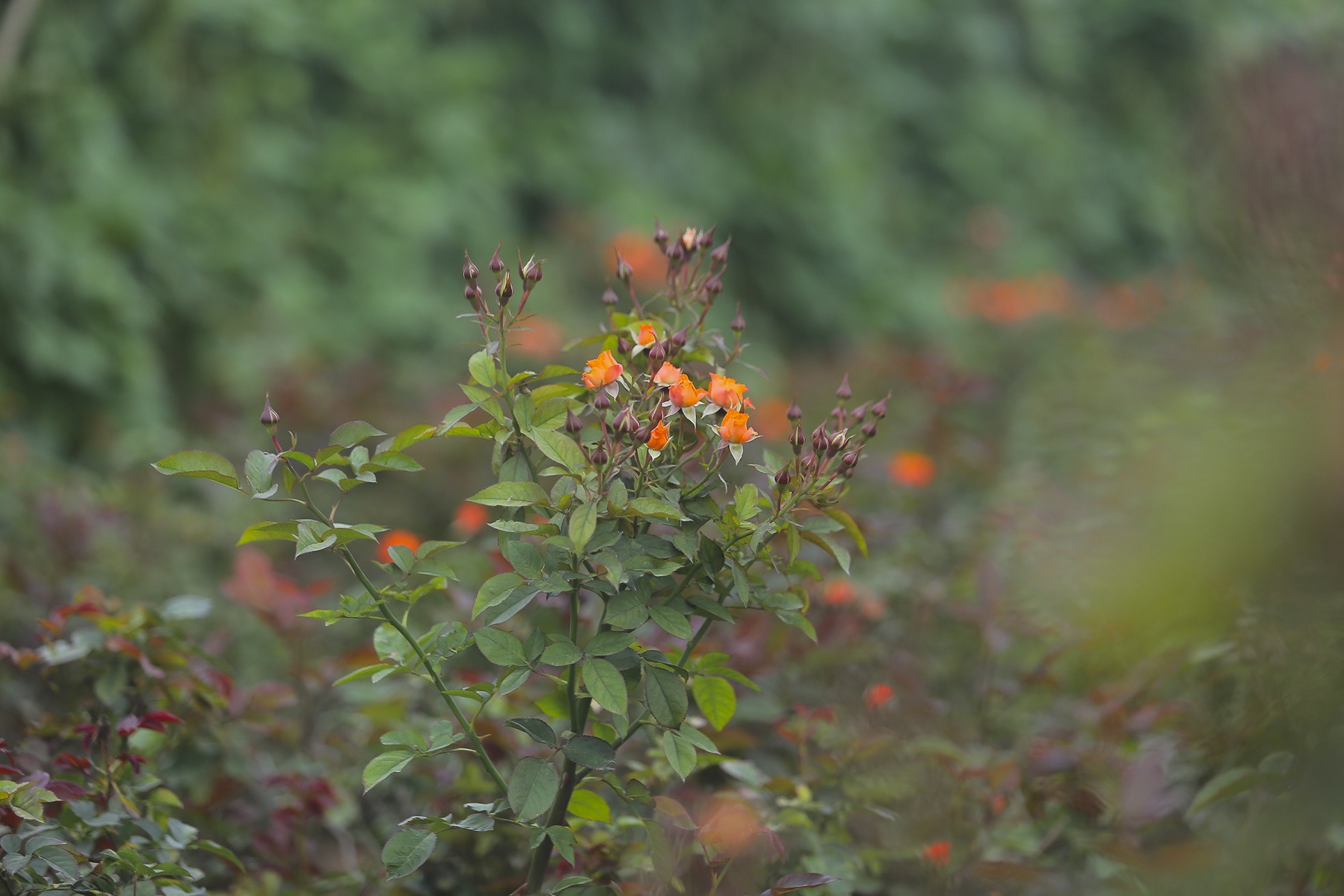 Làng hoa Mê Linh được mùa, được giá trước thềm 8/3 - Ảnh 5.